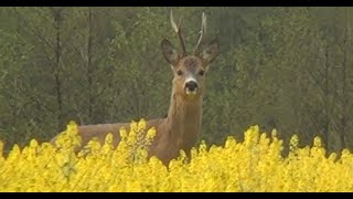 Охота на косулю с манком во время гона. Roebuck hunting with KoenigHunter.