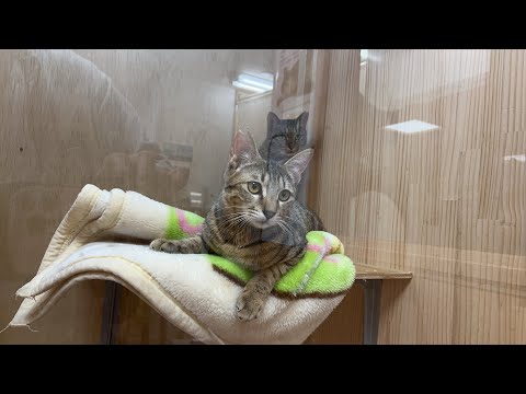 日曜日の夜も保護された猫達と過ごしましょう！