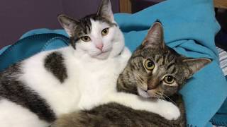 Cat Sibling Love - Kittens Washing Each Other || Mairi & Decker