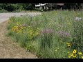 Total yard makeover from lawn to microprairie