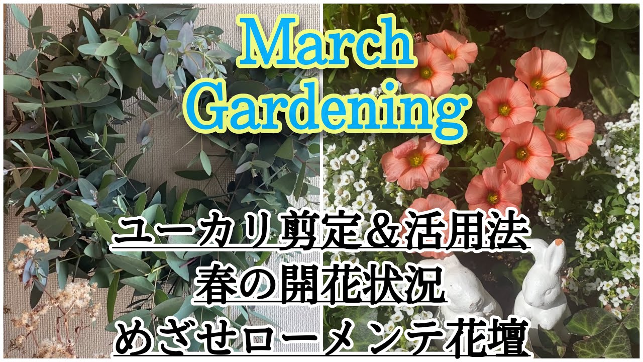 3月 ユーカリ剪定 活用法 春の開花状況 めざせローメンテ花壇 可愛い野草etc Youtube