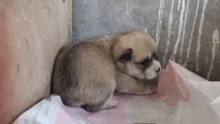 Milk dog under the full moon was abandoned by blackhearted owner