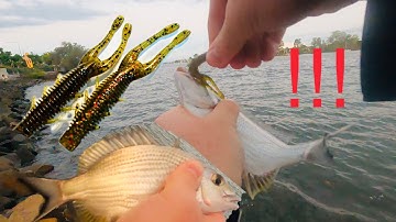 Brisbane river bream fishing with soft plastics - quick session!