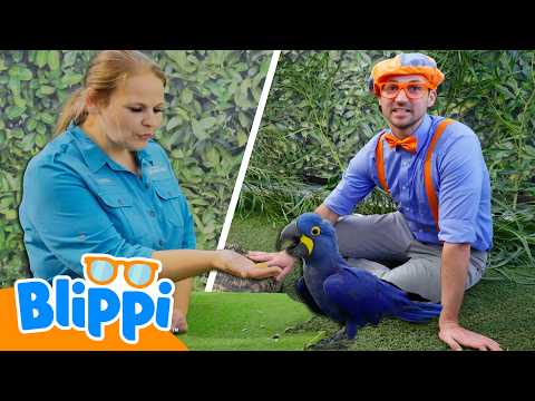 Welcome To The ZOO!| Blippi Learns | Learn Colors and Science with Blippi!