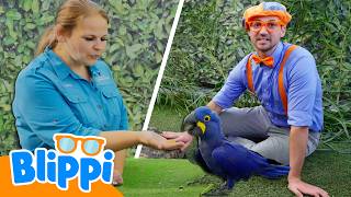 welcome zoo blippi learns learn colors science blippi