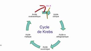 pourquoi la respiration cellulaire est-elle importante