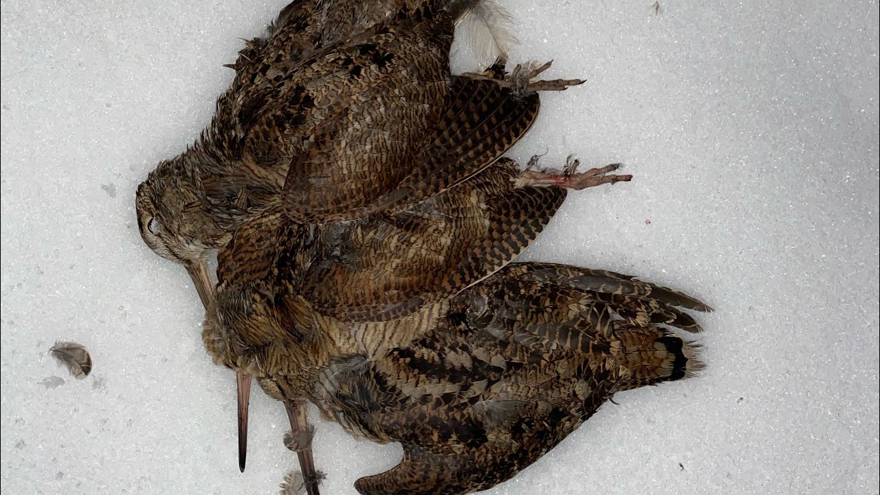 Akşam beki Çulluk avı (Woodcock hunt) 