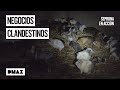 Así desmantela Seprona negocios ilegales con animales | Seprona en acción