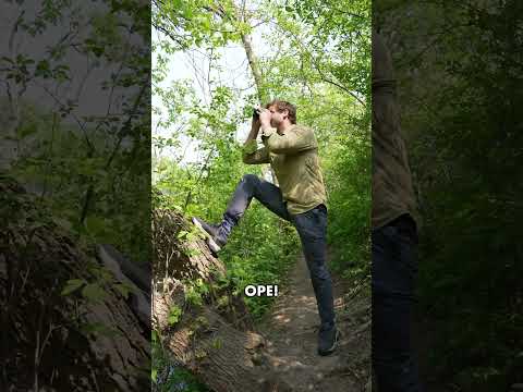 Video: Bird Bunting Remez: photo, description, captivity