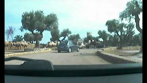 momenti di panico allo zoo safari di fasano agosto...