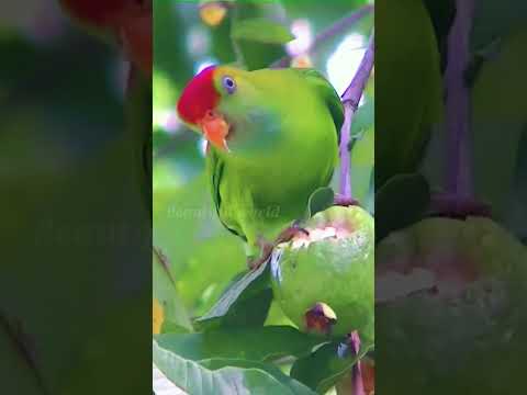 Wow, this bird is beautiful|Sri lanka hanging parrot | Lorikeet |ගිරාමලිත්තා
