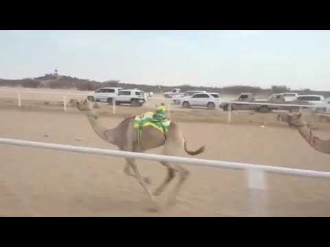 لواهيب عفاس صالح الكريبي
