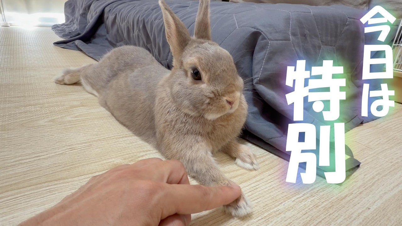 奇跡】普段は触らせてくれないうさぎが、今日はずっと手を預けてくれ