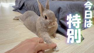 奇跡】普段は触らせてくれないうさぎが、今日はずっと手を預けてくれ