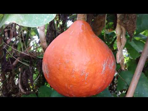 Video: Botanische Kenmerken Van Pompoen, Squash En Squash