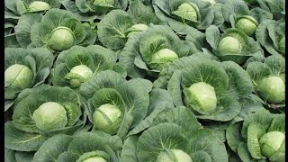 How to grow cabbage from planting to harvest |Growing cabbage at home easily |cabbage in my garden .