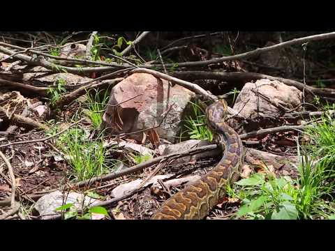 Video: Afrikkalainen Rock-python - Python Sebae Matelijarotu Hypoallergeeninen, Terveys- Ja Elinikäinen