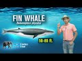Anim na Fin Whale ang natagpuang patay sa loob ng anim na linggo sa France | Kaunting Kaalaman