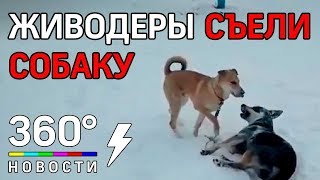 В Челябинской области появился живодер. Жертвой убийства стал бездомный пес В Челябинской области появился живодер. Жертвой убийства стал бездомный пес