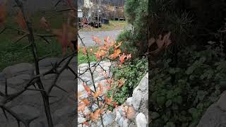 Die Dreiblättrige Zitrone