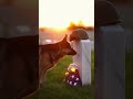 Loyal German Shepherd Honors Fallen Soldier 🇺🇸 | Heartbreaking Tribute #k9 #germanshepherd #military