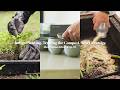 藍の植え付け、コンポストのメンテナンス、新しい器 // 人類の理想の暮らし Ep. 04