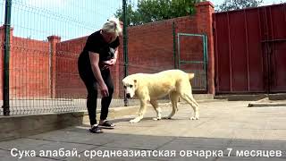 Щенок алабая, среднеазиатская овчарка, подросток, сука 7 мес. www.r-risk.ru +7 9262205603 Татьяна Щенок алабая, среднеазиатская овчарка, подросток, сука 7 мес. www.r-risk.ru +7 9262205603 Татьяна