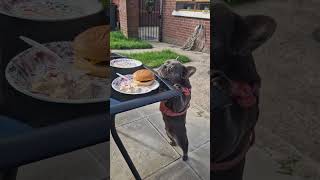 Dog Standing on Hind Legs While Trying to Reach for a Sandwich