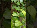 Tanaman seribu manfaat#nature