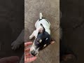 Love his smile face 🥰#petlover #cute #fypシ゚viral