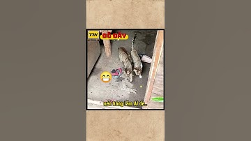 Yang lake dỏm òi =)) | Tin Đó Đây TV  #tindodaytv #tindoday