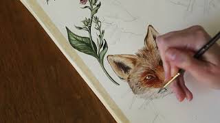 Painting a Fox | Cozy Watercolor Timelapse