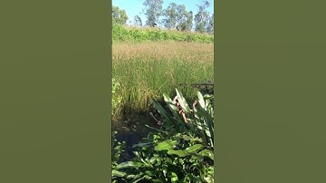 Câu cá rô đồng, dính rô mề p12 #shorts