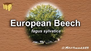 European Beech (fagus sylvatica) - Mitch's World of Woods