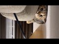 【#shorts】すごい勢いで近づいてくる猫w