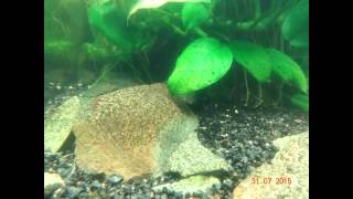 Сайдекс Cidex(избавление от всех видов водорослей в аквариуме., 2015-08-16T20:00:40.000Z)