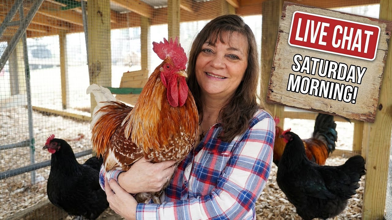 Frostbite in the Coop: Morning Chores & Treatment LIVE