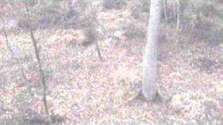 Celebrity Big Bad Don Net Worth