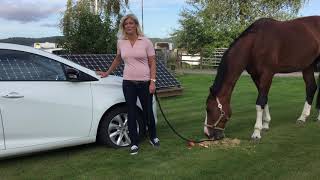 Sofia Westergren, Stenungsund