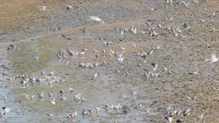 Cape Turtle Dove