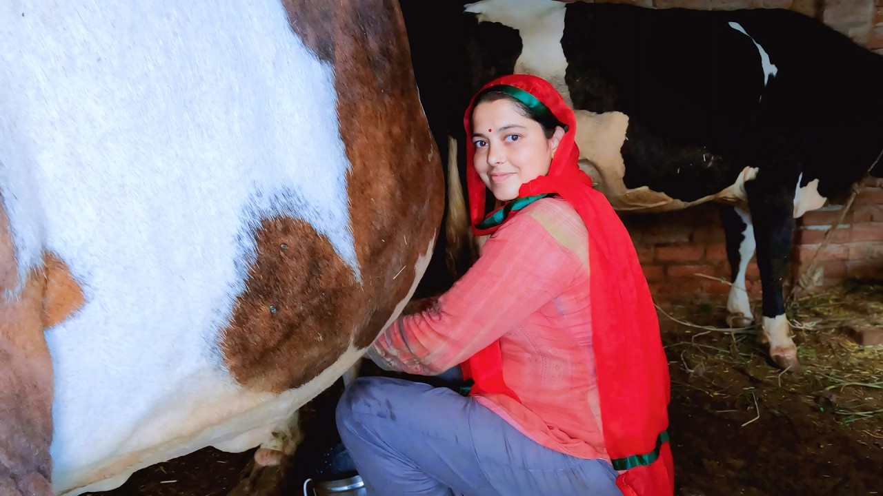 Fast Cow milking by Anju Madam #v76 #animals #animal #milking - YouTube