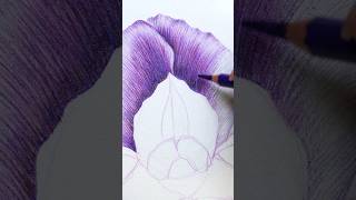 iris haynei 💜 #coloredpencil #drawing #process #relaxing #art #flower #botanical #fabercastell