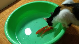 Kitten Catch Goldfish by Top Kitten TV 300 views 2 years ago 3 minutes, 36 seconds