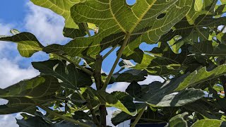 Harvesting Fig Leaves - Preserving The Homestead