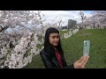 Visiting Chiune Sugihara Sakura park in Vilnius [4K video footage]. Beautiful cherry blossoms!