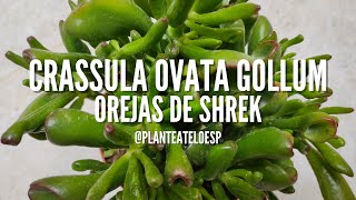 🌱 Crassula Ovata \