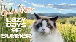 Ragdolls Aria & River: Lazy Days of Summer