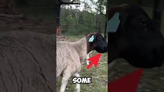 Natural sheep worming before / after #homesteading #permaculturefarm #dorpersheep #regenerativefarm