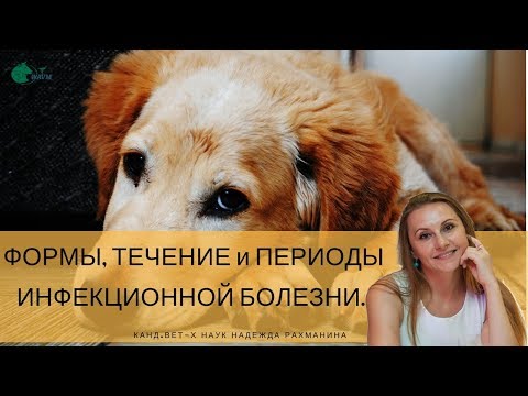 ФОРМЫ, ТЕЧЕНИЕ и ПЕРИОДЫ  ИНФЕКЦИОННОЙ БОЛЕЗНИ [#YouTube_ветеринарные_курсы)