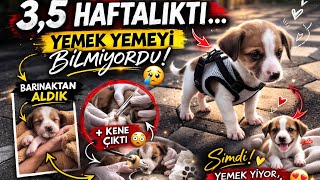 3,5 Haftalık Aldık… Yemek Yemeyi Bilmiyordu! 😢🐶 (Bir de Kene Çıktı!)